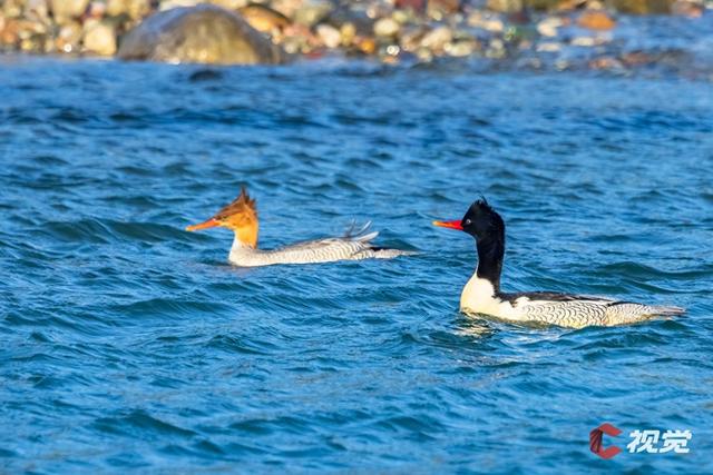 旧友回归、新客到访  四川的生态惊喜藏不住丨牢记嘱托 奋力打造两高地两基地一屏障