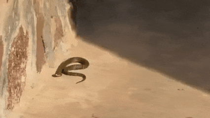 妈呀！浙江一村民家门口，惊现眼镜蛇！大妈吓出表情包