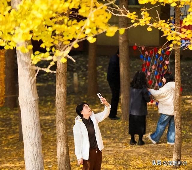 “顶流”打卡地！来滨州赴一场黄河与银杏的约会