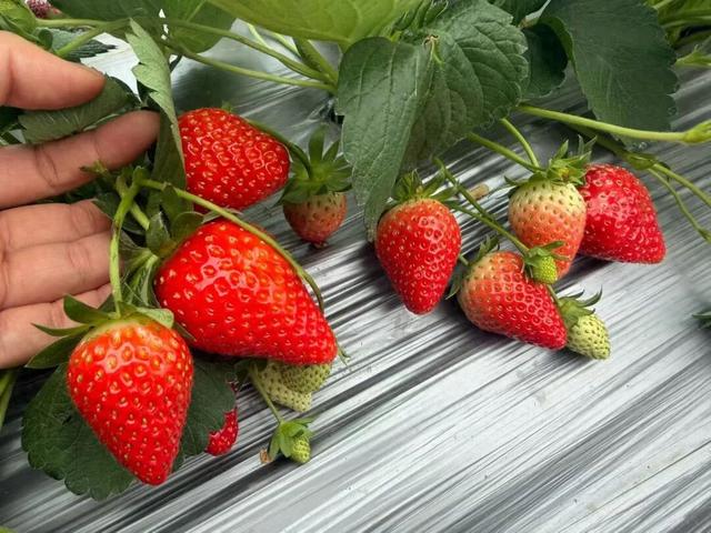 福利来袭！北部湾花卉公园赏花“免费”啦，摘莓赏花双重乐