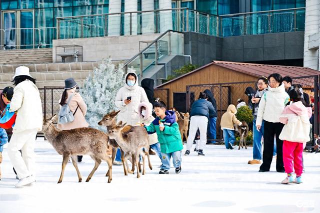 撸鹿遛娃 青岛人把购物中心玩成了自然乐园
