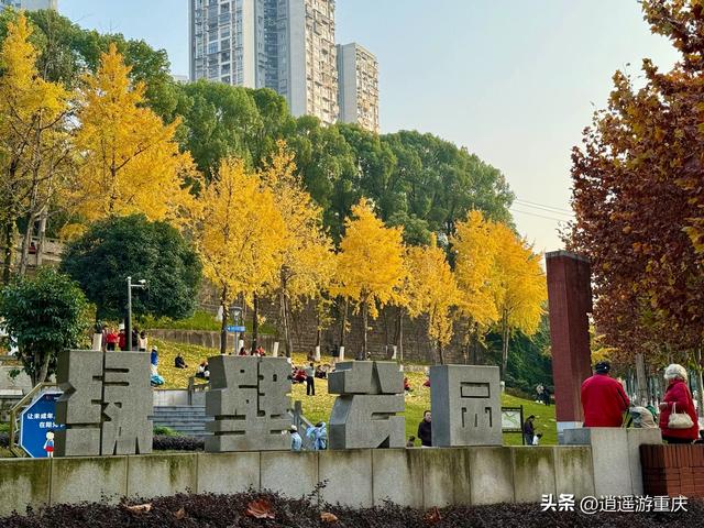绿璧公园金黄银杏林打卡攻略！