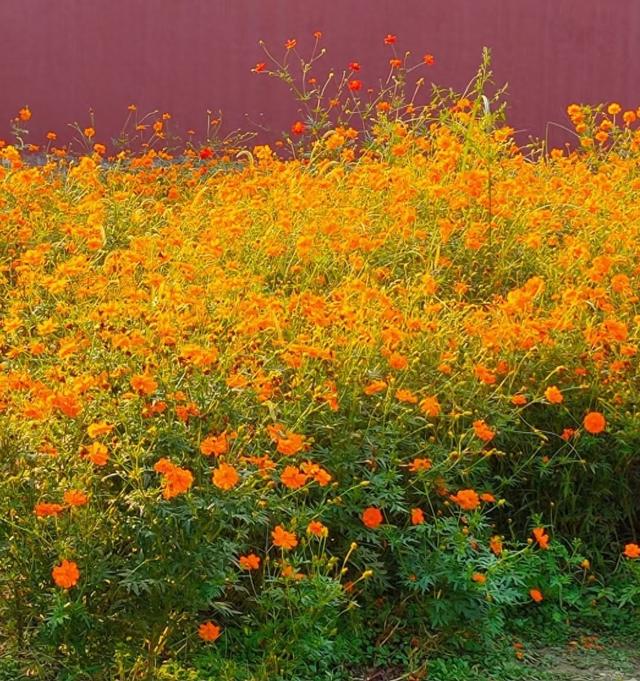 王林平随笔《菊花又开了》