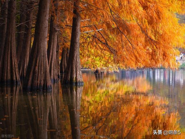 猜猜这是南京的哪里？简直美爆了！