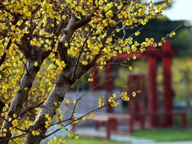 正是打卡的好时候！这份申城赏蜡梅地图请收藏→