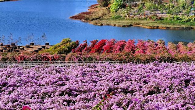 最新佛山冬日“花漾”地图！岭南的浪漫正在绽放 | 周末爱松弛