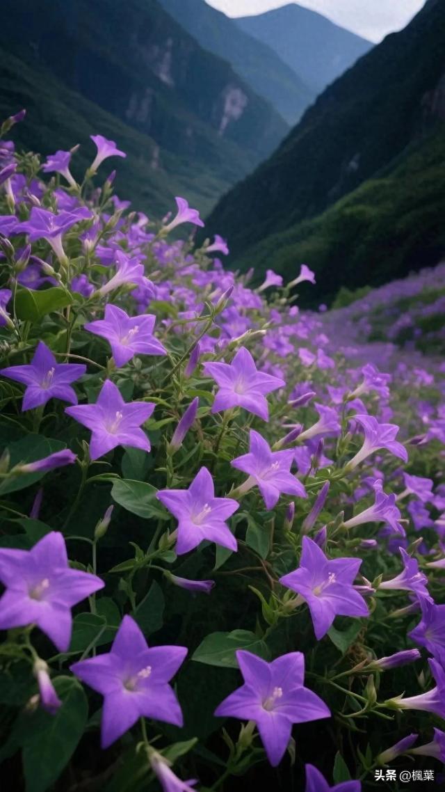山谷中紫色的羽叶茑萝五角星花盛开，花朵密集地开满花枝。