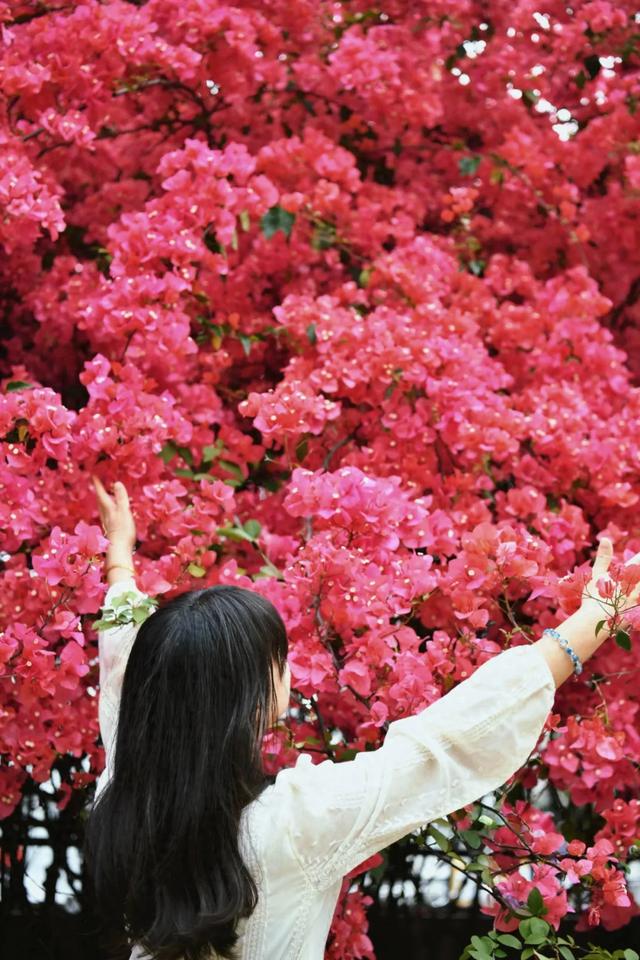 快去拍!柳州的冬天像是倒放的春天