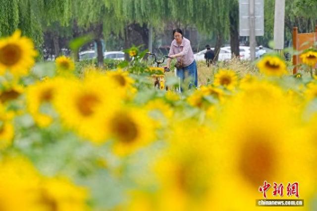 北京凉水河公园向日葵盛放引客来
