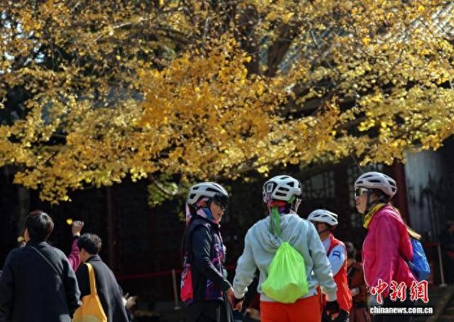 四川崇州：罨画池“金色”银杏引游人