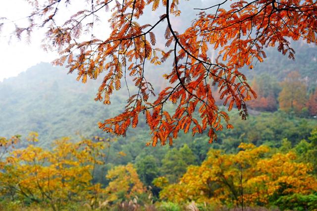 綦江古剑山：初冬“登山赏林”时间已到，错过了只能等来年！