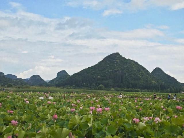 除了三七，文山还有这些“宝藏”……