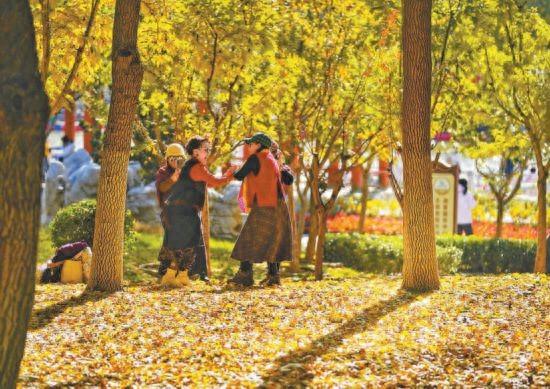 缓扫落叶让“金色地毯”多铺一会儿