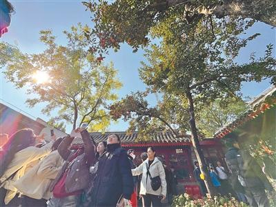 相约丹柿小院