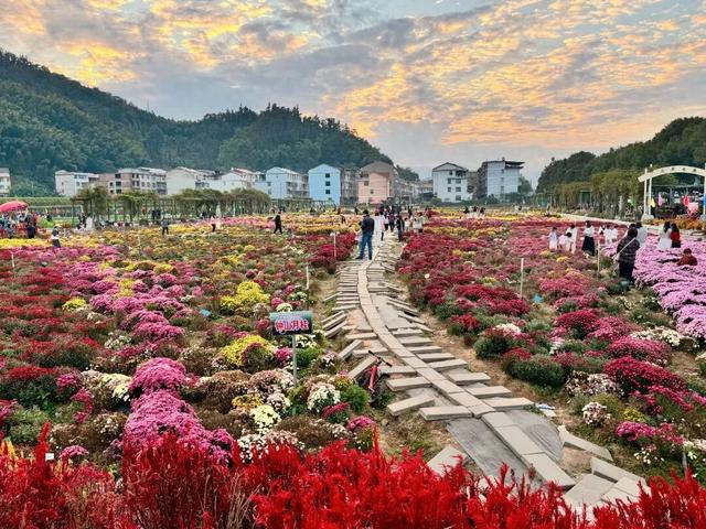 惊艳！三明这片花海已到最佳观赏期！错过又要再等一年
