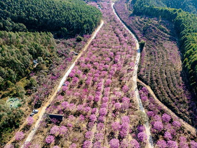 没门票没停车费！广东江门两个紫花风铃木花海，正是观赏期人还少
