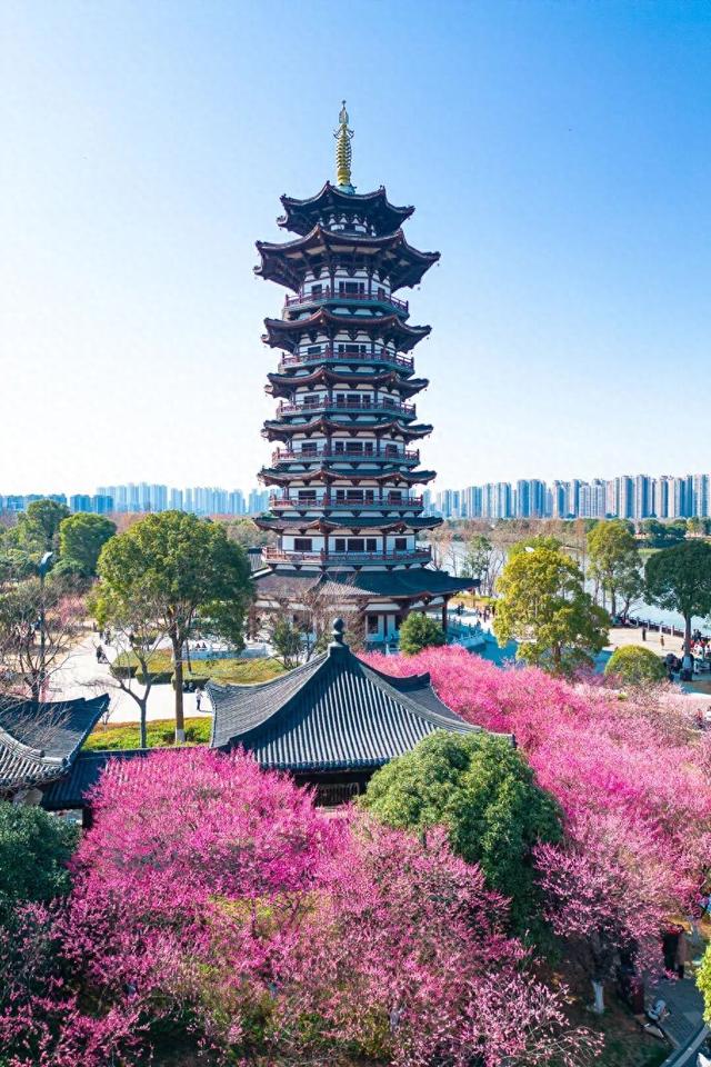 央视用4分钟报道了洋湖的梅花！到底美在哪？