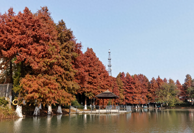 巢湖闹市区藏着一片“河畔红森林”