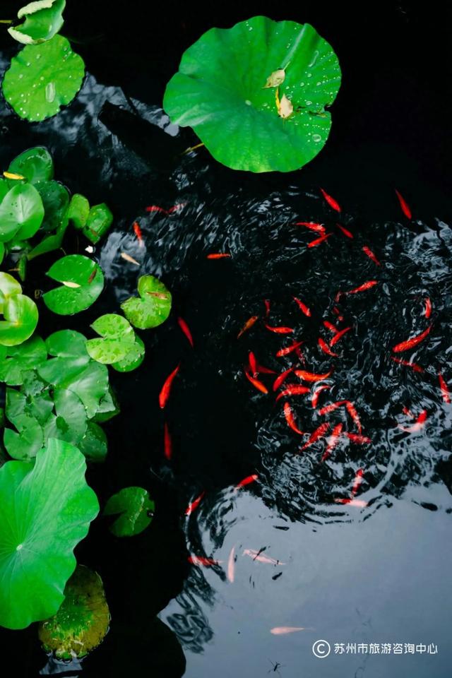 苏州夏日限定·15件治愈系小事,专治高温和emo!