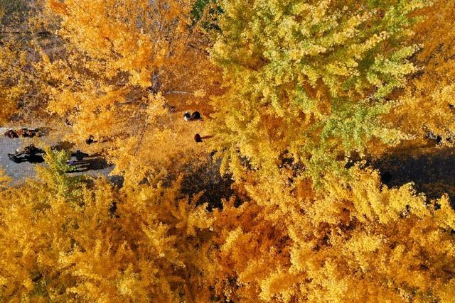 河北经贸大学2025金秋银杏节11月8日盛大开幕