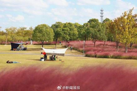 上海粉黛乱子草上妆了 气温较高观赏期推迟了一周左右