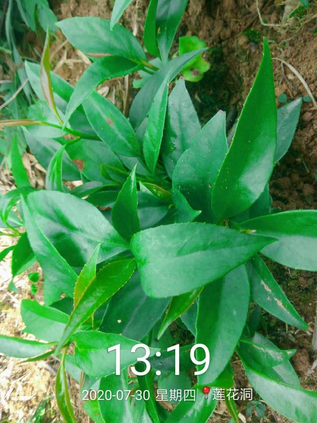 黑老虎的种植技术（黑老虎人工种植及育种现状）