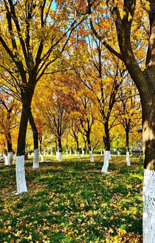 秋染园博,趣玩不停!这份秋日限定玩法清单,承包你的治愈时光