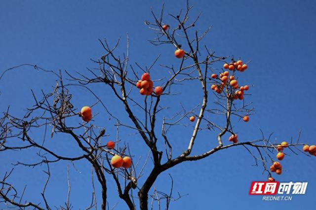 大美红图丨山东淄博：一抹柿红染初冬，田庄藏着岁月暖