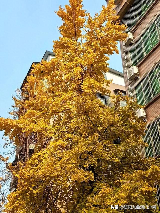 等了半个月！资阳小北街银杏终于黄透了