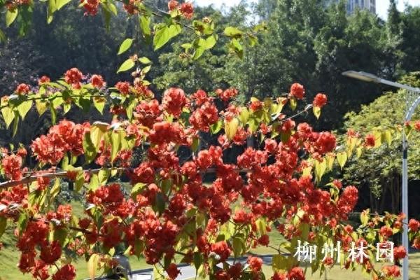 柳州市螃蟹岭公园边坡生态景观初见成效