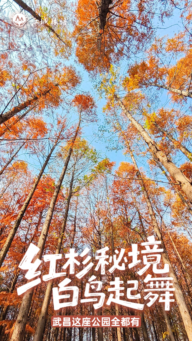 红杉秘境、白鸟起舞，武昌这座公园全都有