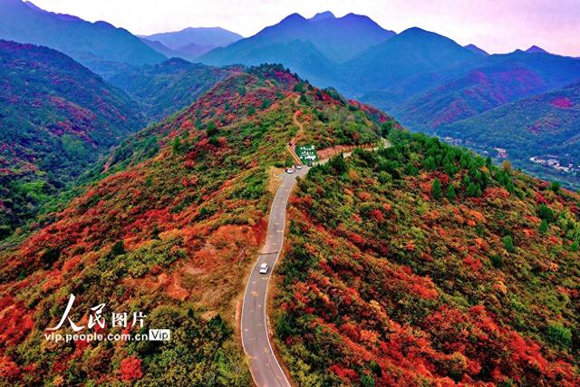 山西平陆：中条山红叶迎来最佳观赏期