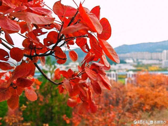 济南蝎子山，深秋 “鸳鸯火锅”景如画