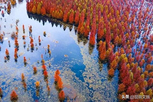 “红”爆!是谁还没有Get昆明的冬天?你知道12月的滇池有多绝?周末冲~