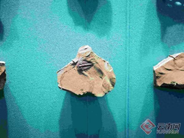 全国媒体达人走进玉溪：探秘澄江化石地，邂逅抚仙湖诗意