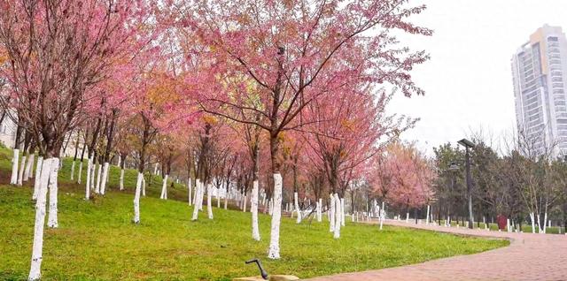 春天提前送达的问候