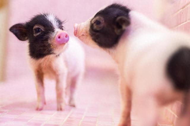 生肖猪注意！未来3天的“危险信号	”？