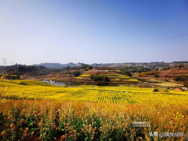 正月春光好，自贡青龙湖油菜花海已提前绽放！