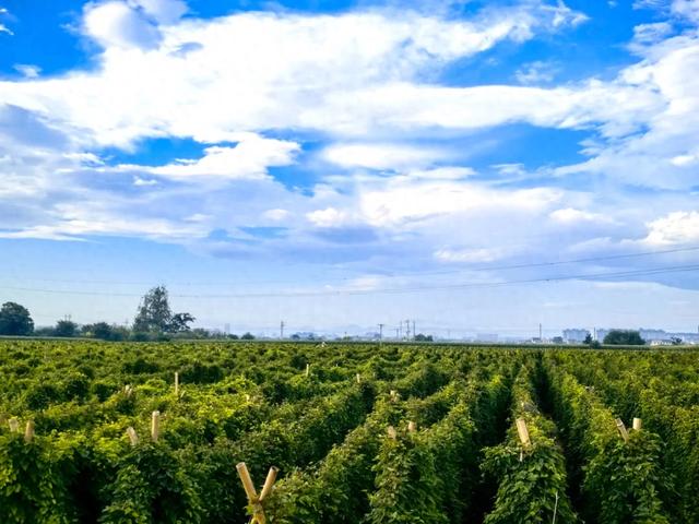 这片绮丽的云,飘进了温县人的梦里……