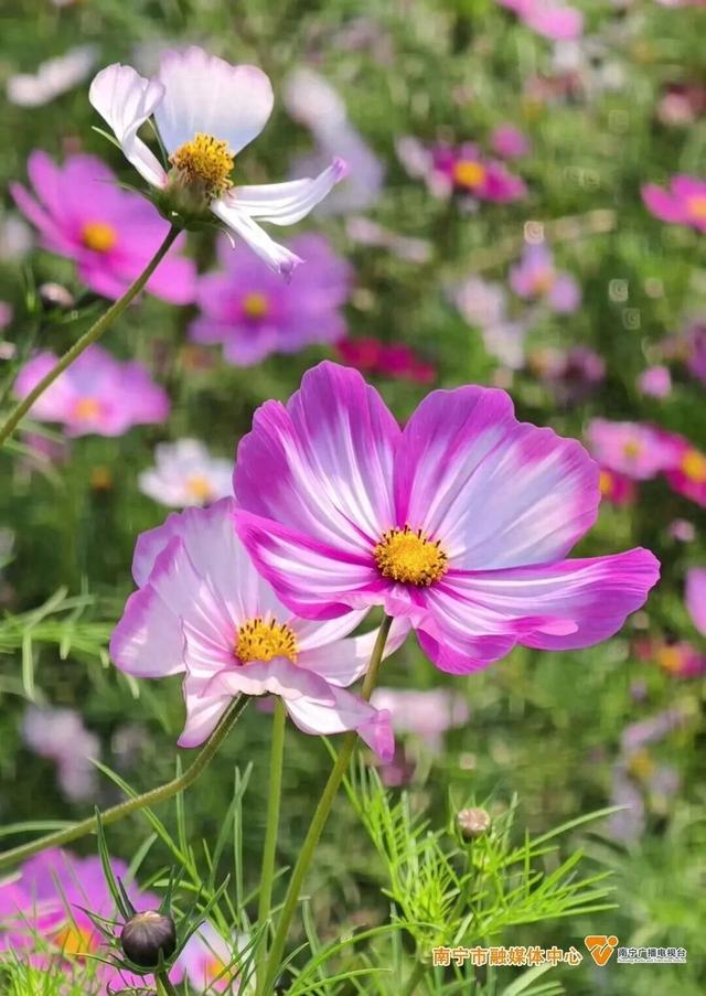 冬日里的浪漫！格桑花盛开啦，就在这座公园
