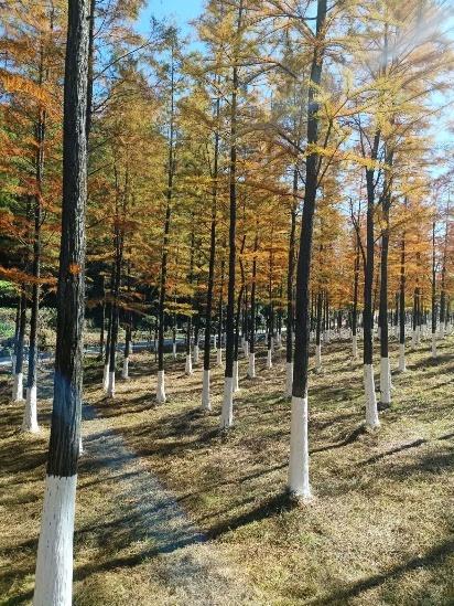 湖南绝美银杏打卡地，太出片了