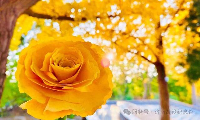 在英雄山，一叶知秋，邀您共赏