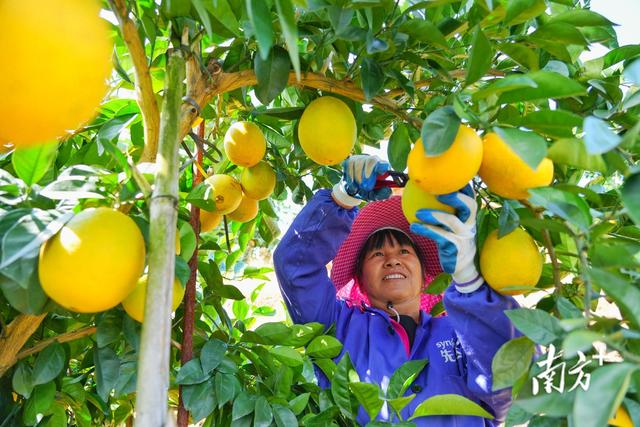 重点项目动工投产、徒步、脐橙采摘……第七届世界客商大会平远分会场系列活动亮点纷呈