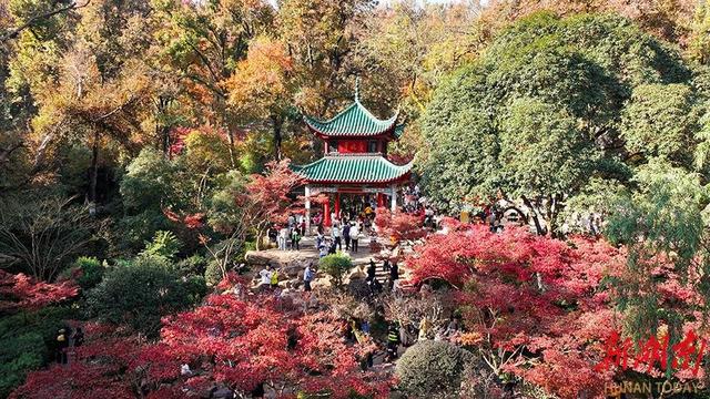 岳麓枫红醉游人