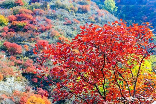 黄栌，被称为“皇帝树”，是它撑起香山红叶的美，秋天的颜值担当