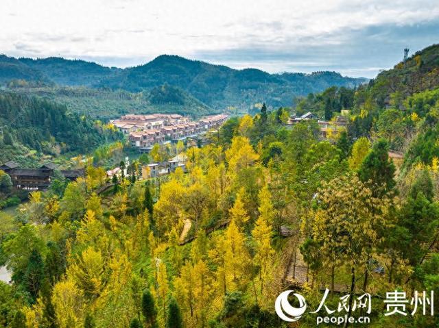 世界古银杏之乡迎来游学热