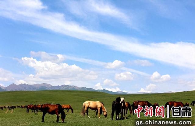 夏日山丹马场马儿俊美 景色无限好