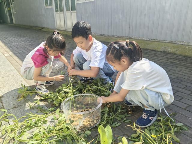 第45个“世界粮食日	”到来，平谷小学生化身科技小院“农技员”