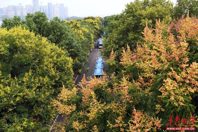 美到词穷！湖南秋叶观赏指南等你收藏