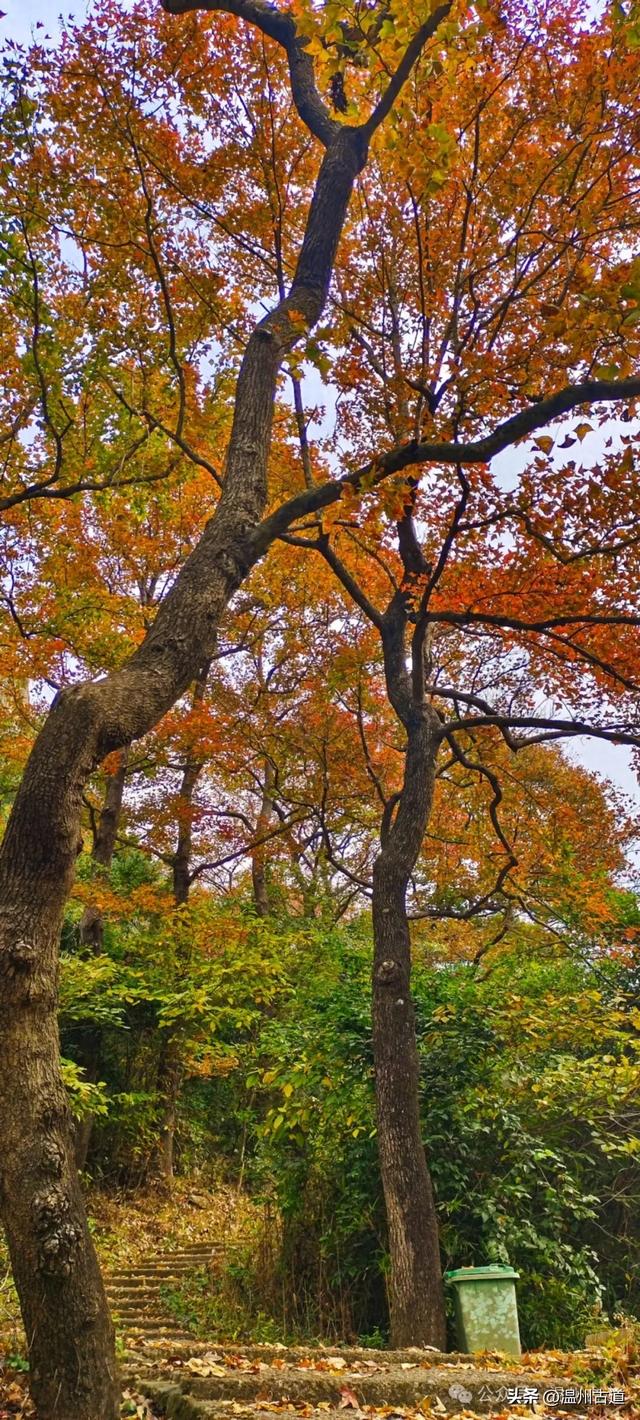 又是一年红枫季,美“枫”了! 温州这处环浙步道秘境枫红正艳